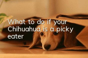 What to do if your Chihuahua is a picky eater