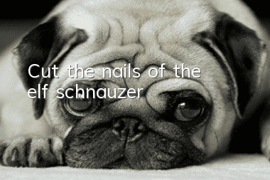 Cut the nails of the elf schnauzer