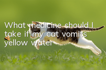 What medicine should I take if my cat vomits yellow water?