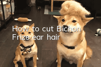 How to cut Bichon Frize ear hair