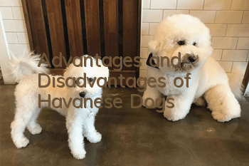 Advantages and Disadvantages of Havanese Dogs