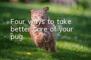 Four ways to take better care of your pug