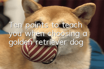 Ten points to teach you when choosing a golden retriever dog
