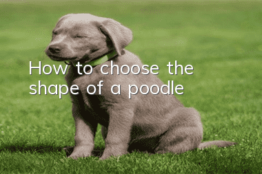 How to choose the shape of a poodle