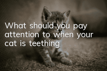 What should you pay attention to when your cat is teething?