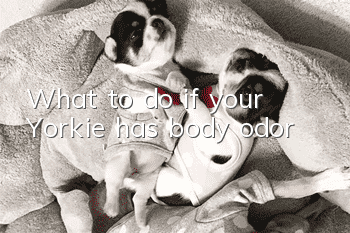 What to do if your Yorkie has body odor