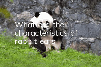 What are the characteristics of rabbit ears?