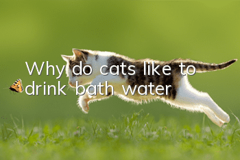 Why do cats like to drink bath water?