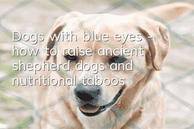 Dogs with blue eyes - how to raise ancient shepherd dogs and nutritional taboos
