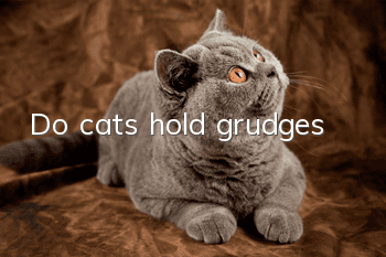Do cats hold grudges?