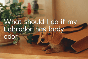 What should I do if my Labrador has body odor?