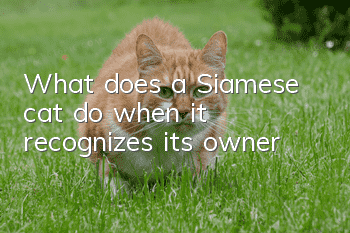 What does a Siamese cat do when it recognizes its owner?