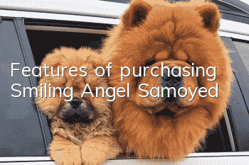 Features of purchasing Smiling Angel Samoyed