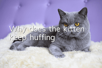 Why does the kitten keep huffing?
