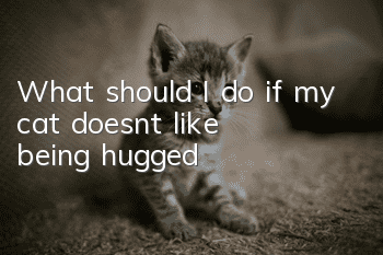 What should I do if my cat doesn’t like being hugged?
