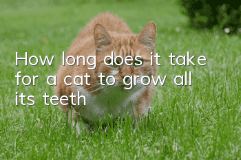 How long does it take for a cat to grow all its teeth?