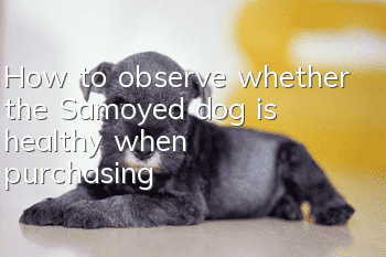 How to observe whether the Samoyed dog is healthy when purchasing