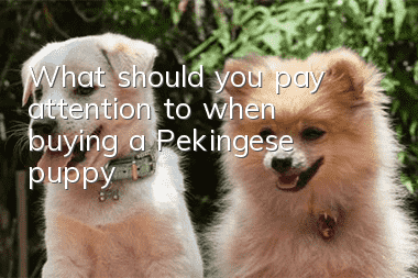 What should you pay attention to when buying a Pekingese puppy?