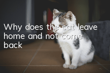 Why does the cat leave home and not come back?