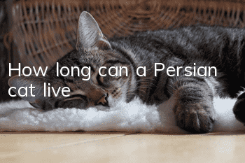 How long can a Persian cat live?