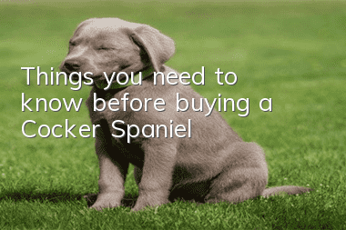 Things you need to know before buying a Cocker Spaniel
