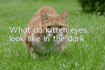 What do kitten eyes look like in the dark?