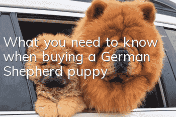 What you need to know when buying a German Shepherd puppy