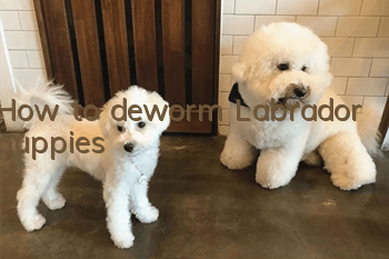 How to deworm Labrador puppies
