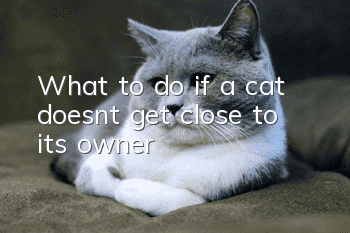What to do if a cat doesn’t get close to its owner