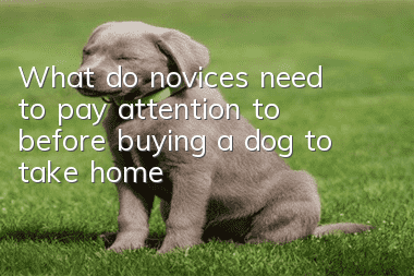 What do novices need to pay attention to before buying a dog to take home?