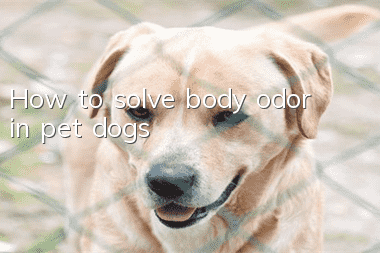 How to solve body odor in pet dogs