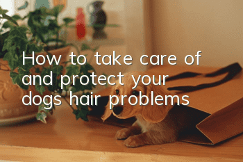 How to take care of and protect your dog’s hair problems