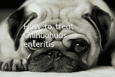 How to treat Chihuahua's enteritis