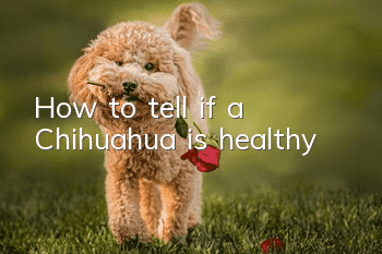 How to tell if a Chihuahua is healthy
