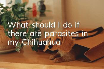 What should I do if there are parasites in my Chihuahua?