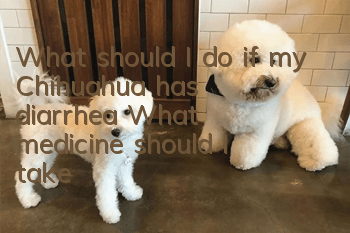 What should I do if my Chihuahua has diarrhea? What medicine should I take?