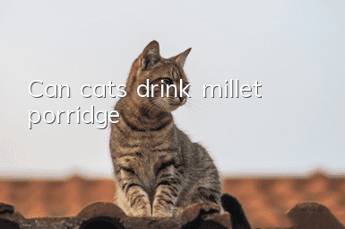 Can cats drink millet porridge?