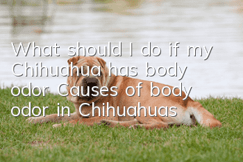What should I do if my Chihuahua has body odor? Causes of body odor in Chihuahuas