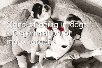 Signs of aging in dogs - Degeneration of motor organs