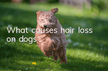 What causes hair loss on dogs?