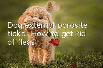 Dog external parasite ticks | How to get rid of fleas