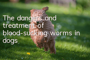 The dangers and treatment of blood-sucking worms in dogs