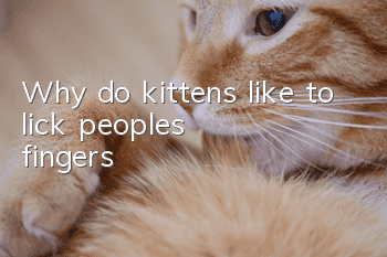Why do kittens like to lick people’s fingers?