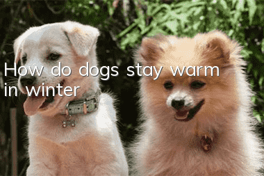How do dogs stay warm in winter?
