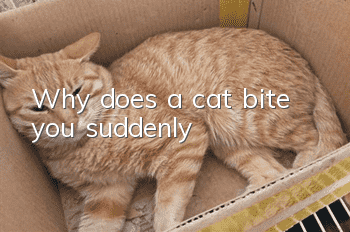 Why does a cat bite you suddenly?
