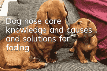 Dog nose care knowledge and causes and solutions for fading