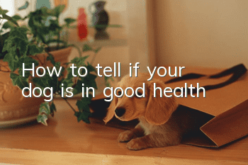 How to tell if your dog is in good health
