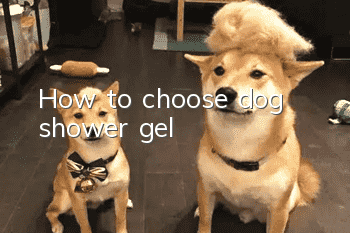 How to choose dog shower gel