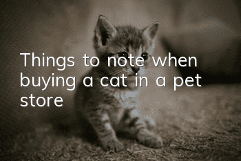 Things to note when buying a cat in a pet store