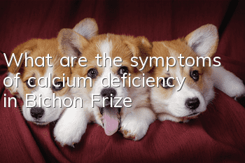 What are the symptoms of calcium deficiency in Bichon Frize?